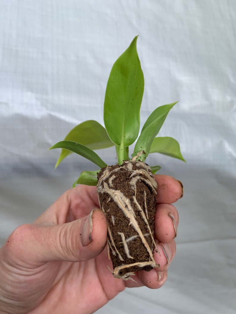 TheGreenEscape Philodendron Moonlight Plant - Thumbnail 4