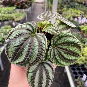 Peperomia Dragon skin Starter Plant (ALL STARTER PLANTS require you to purchase 2 plants!)