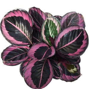 Calathea red mojo Starter Plant (ALL STARTER PLANTS require you to purchase 2 plants!)