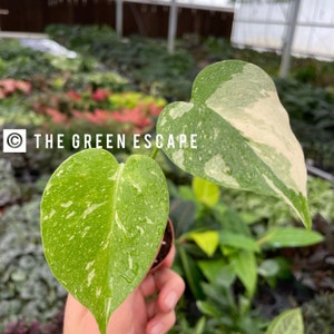 May include: A variegated heartleaf philodendron plant with white and green leaves. The plant is being held in a person's hand. The text "THE GREEN ESCAPE" is visible in the background.