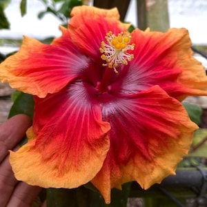 Imperial dragon hibiscus Starter Plant (ALL STARTER PLANTS require you to purchase 2 plants!)