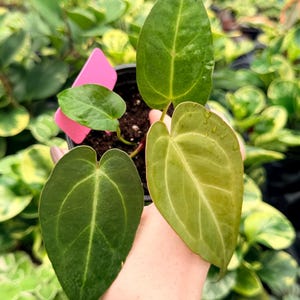 Anthurium Subsignatum - Etsy