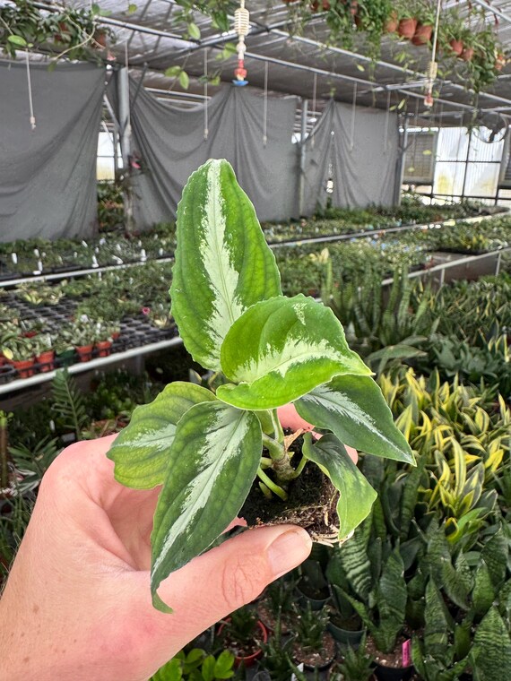 朝方迄限定特価【Weed】Aglaonema pictum Weed】Aglaonema pictum