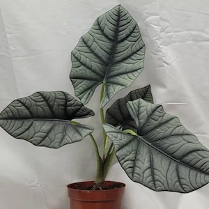 Alocasia nebula Elaine Starter Plant (ALL STARTER PLANTS require you to purchase 2 plants!)