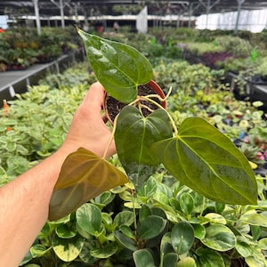 Anthurium Portillae X - Etsy