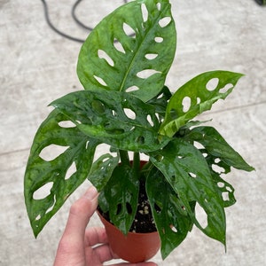 Monstera adansonii 4” pot (ALL PLANTS require you to purchase 2 plants!)