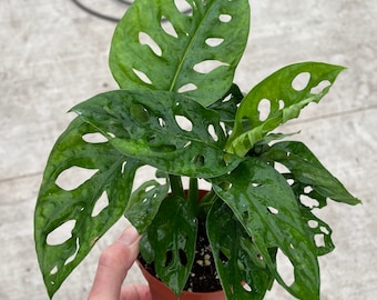 Monstera adansonii 4” pot (ALL PLANTS require you to purchase 2 plants!)