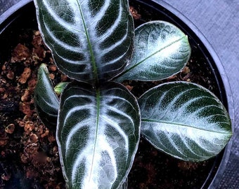 Aphelandra nova fuego Starter Plant (ALL STARTER PLANTS require you to purchase 2 plants!)