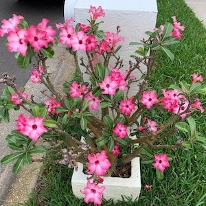 Desert rose pink aka adenium Obesum Starter Plant (ALL STARTER PLANTS require you to purchase 2 plants!)