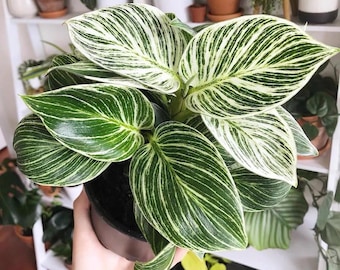 Philodendron birkin Starter Plant (ALL STARTER PLANTS require you to purchase 2 plants!)