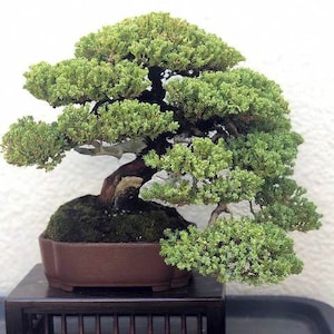 Bonsai Starter Plant (ALL STARTER PLANTS require you to purchase 2 plants!)