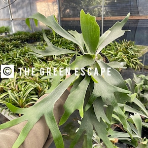 Platycerium veitchii “French silver Staghorn Fern“ Starter Plant (ALL STARTER PLANTS require you to purchase 2 plants!)