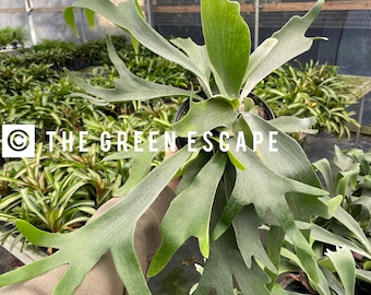 Platycerium veitchii “French silver Staghorn Fern“ Starter Plant (ALL STARTER PLANTS require you to purchase 2 plants!)