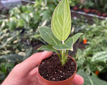 Aglaonema Khanza Pink 2 Pot (ALL PLANTS Require You to Purchase 2 Plants!)  - Etsy