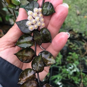 Hoya Krohniana Black Starter Plant (ALL STARTER PLANTS require you to purchase 2 plants!)