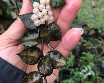 Hoya Krohniana Black Starter Plant (ALL STARTER PLANTS require you to purchase 2 plants!)