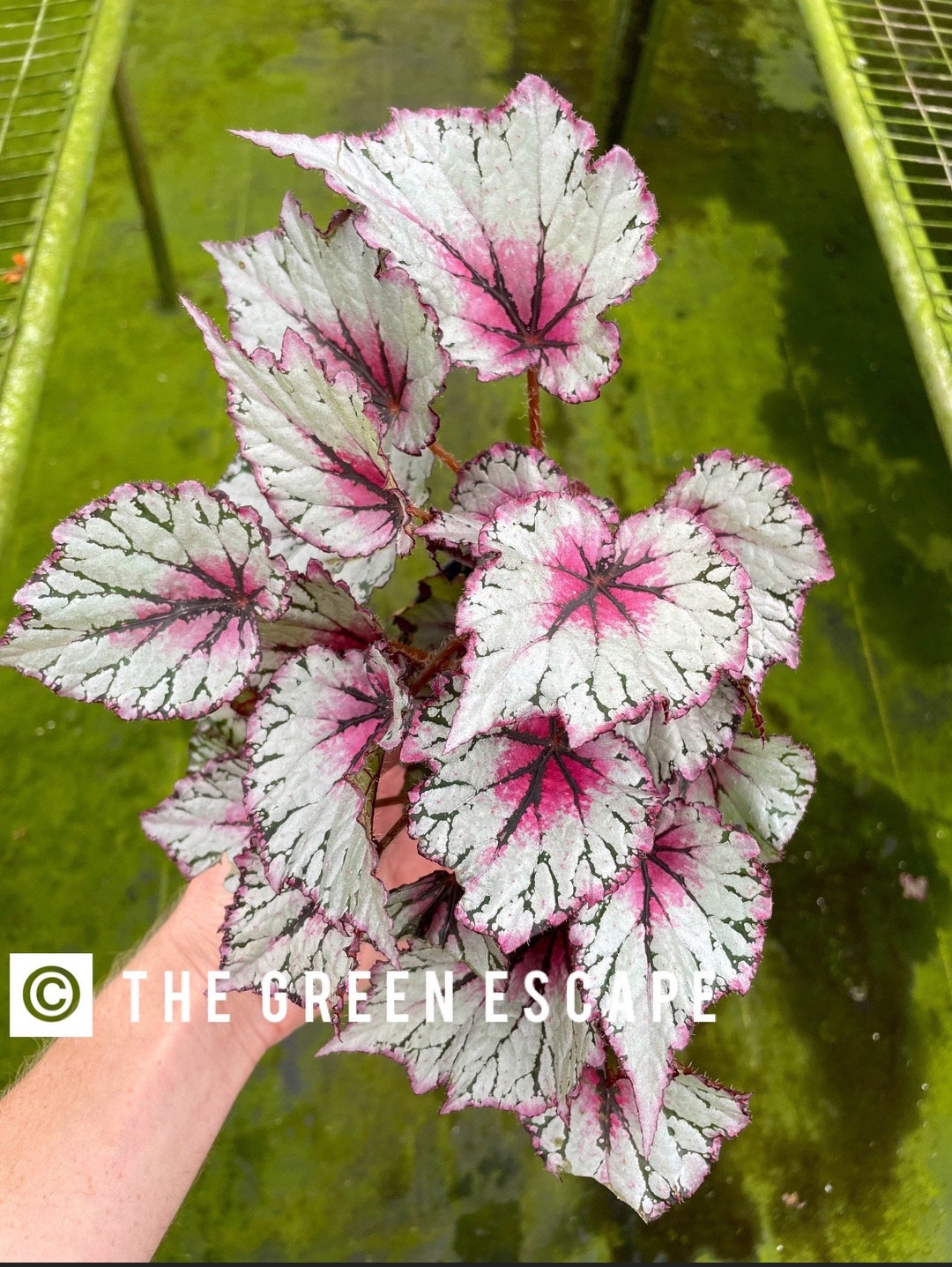 Jurassic Pink Splash Begonia Starter Plant ALL PLANTS Require You to