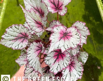 Jurassic pink splash begonia starter plant (ALL PLANTS require you to purchase 2 plants!)