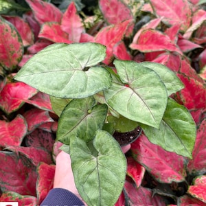 May include: A close-up of a potted plant with large, green leaves with prominent veins. The leaves have a silvery sheen and are surrounded by red and pink foliage. The text "THE GREEN ESCAPE" is visible in the lower left corner.