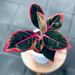 Aglaonema Khanza pink Starter Plant (ALL STARTER PLANTS require you to purchase 2 plants!)