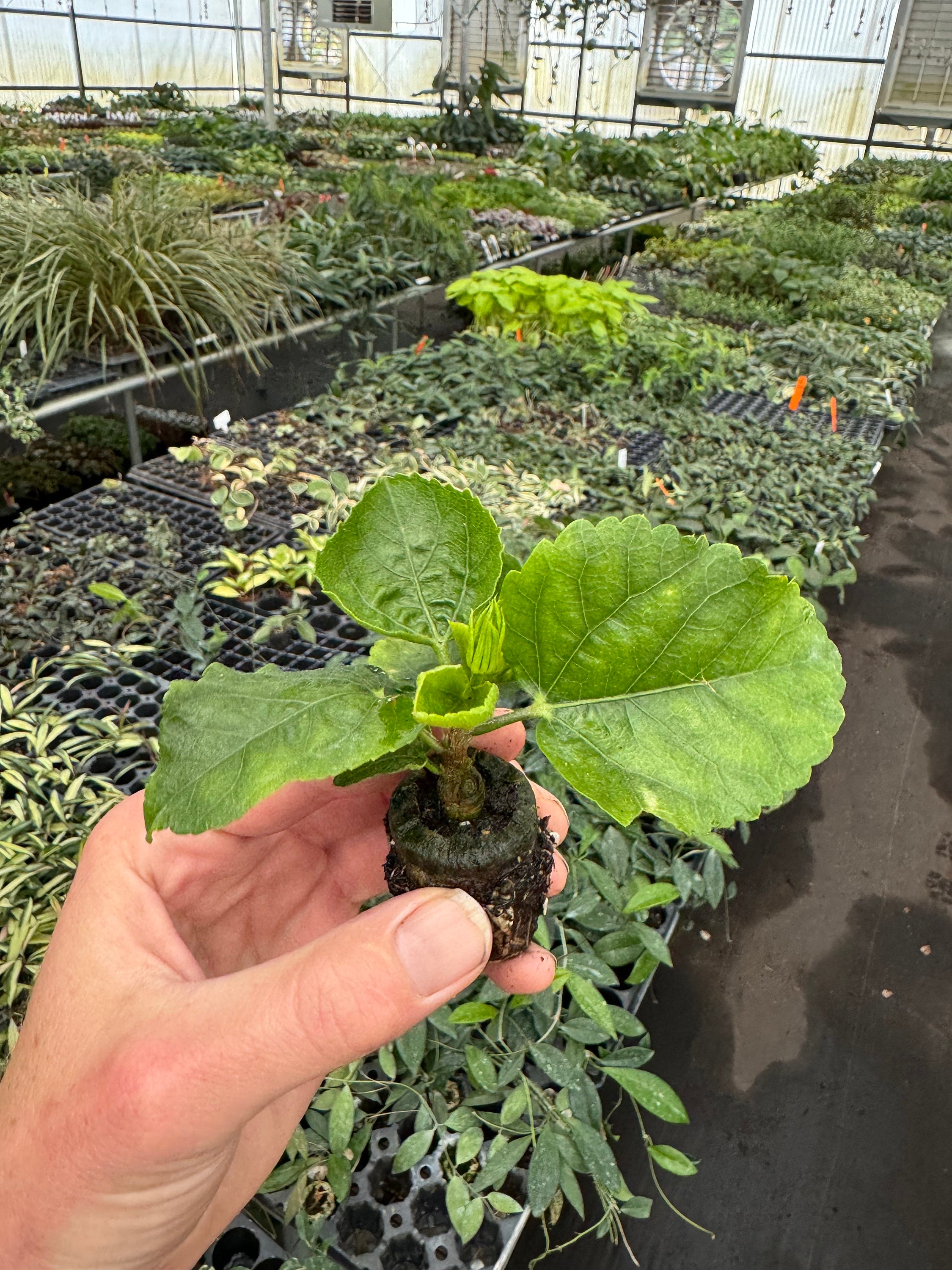 Simple Pleasures Hibiscus Starter Plant (ALL STARTER PLANTS