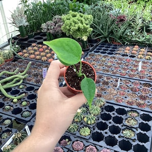 May include: A small green plant with a single large leaf in a red pot. The plant is surrounded by other plants in small pots.