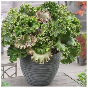 Farfugium Japonicum “Shishi botan” “Tractor Seat” Starter Plant (ALL STARTER PLANTS require you to purchase 2 plants!)