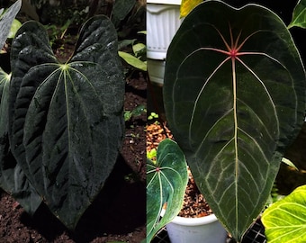 Anthurium King of spade（HU）× Michelle Anthurium King of Spades HU