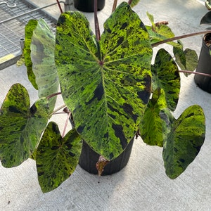 Puede incluir: Una planta en maceta con hojas grandes en forma de coraz&oacute;n. Las hojas son de un verde vibrante, salpicadas con patrones verdes oscuros y negros. La planta tiene tallos de color marr&oacute;n rojizo y est&aacute; en una maceta negra. Es probable que sea una planta de interior tropical.