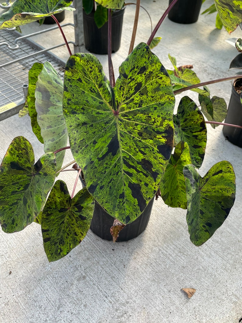 Puede incluir: Una planta en maceta con hojas grandes en forma de coraz&oacute;n. Las hojas son de un verde vibrante, salpicadas con patrones verdes oscuros y negros. La planta tiene tallos de color marr&oacute;n rojizo y est&aacute; en una maceta negra. Es probable que sea una planta de interior tropical.