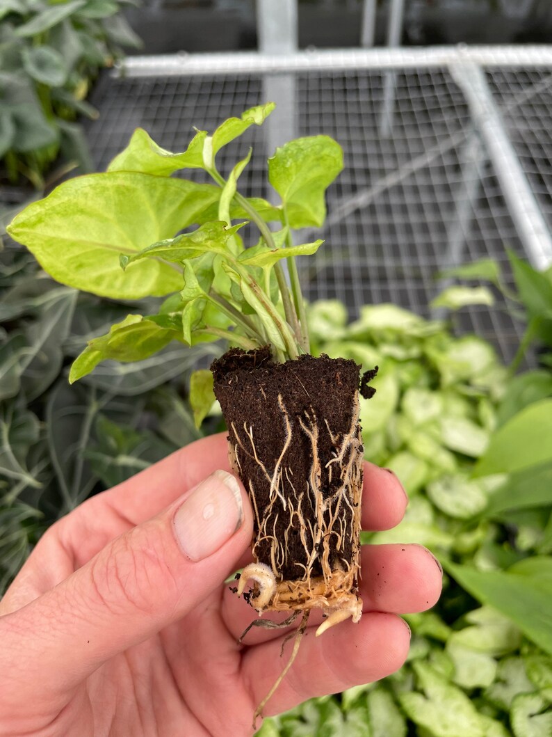 Syngonium White Butterfly Plant - Thumbnail 3