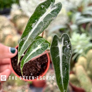 Alocasia Bambino en maceta de 2” (¡TODAS LAS PLANTAS requieren la compra de 2 plantas!)