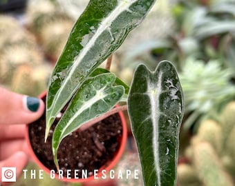 Alocasia Bambino Pot de 2 po. (TOUTES LES PLANTES nécessitent l'achat de 2 plantes !)