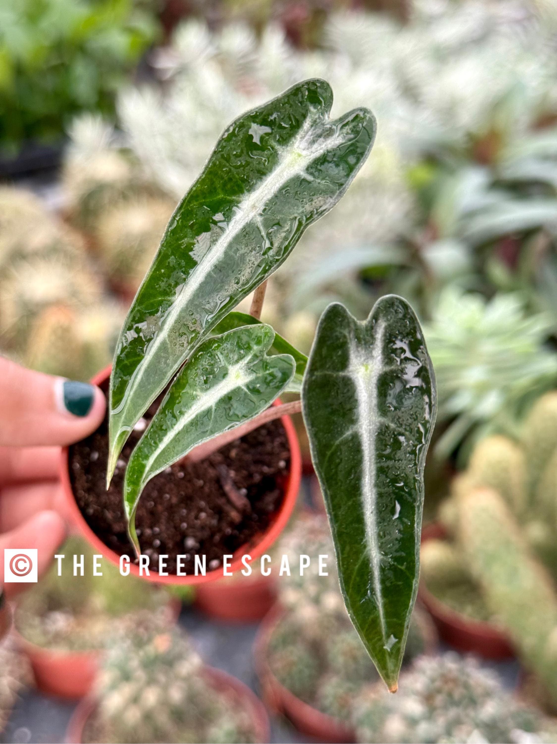 Pink Variegated Alocasia Bambino - Etsy