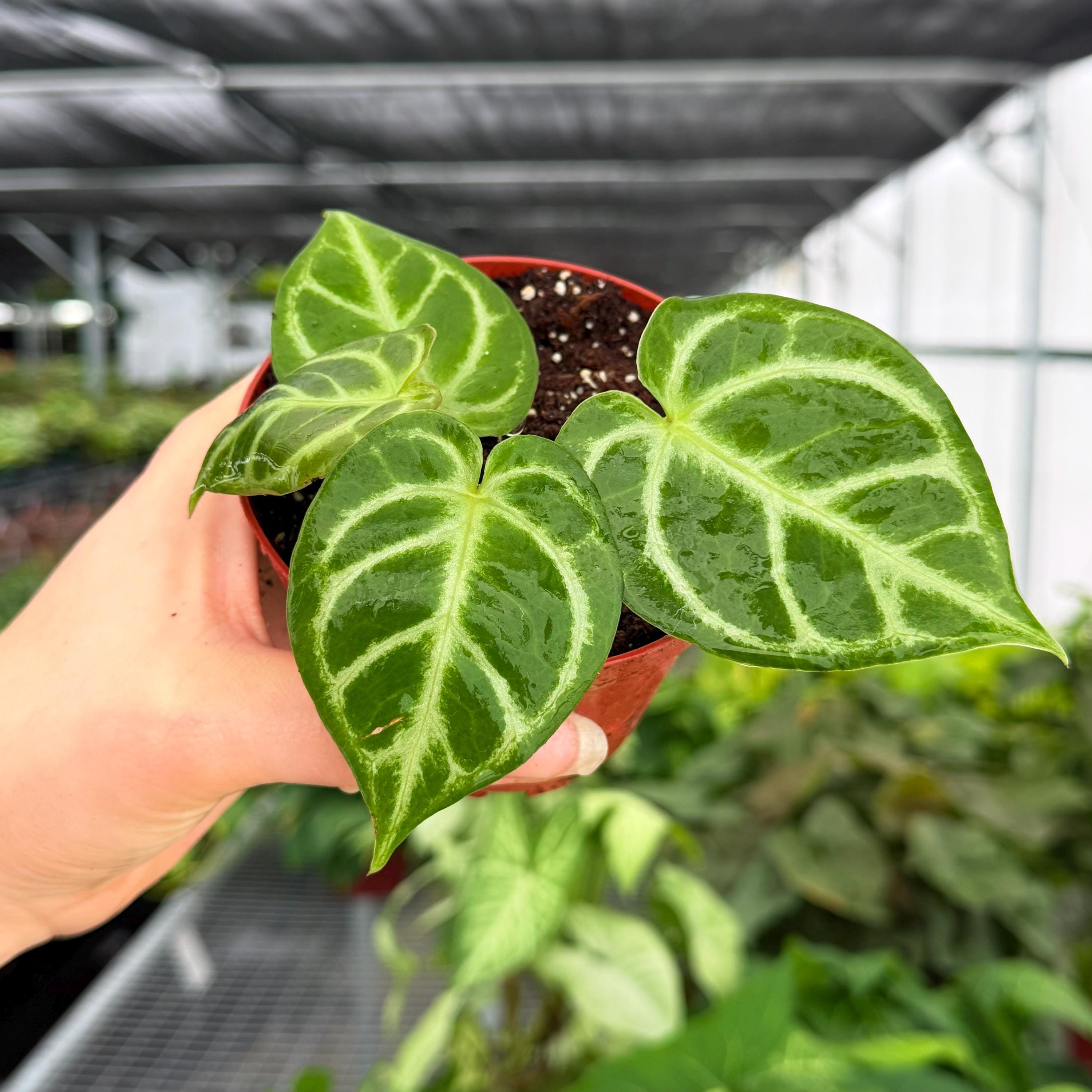 Anthurium Red Gunsal - Etsy