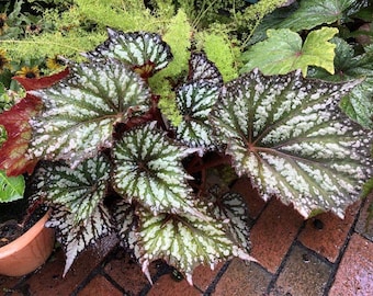 Begonia summer storm Starter Plant (ALL STARTER PLANTS require you to purchase 2 plants!)