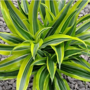 Dracaena Marley Starter Plant (ALL STARTER PLANTS require you to purchase 2 plants!)