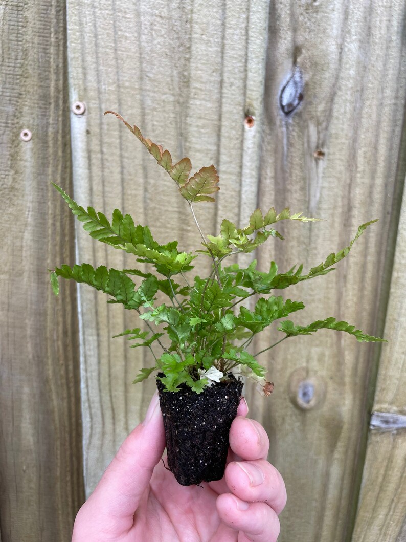 Brilliance Autumn Fern Starter Plant ALL STARTER PLANTS Etsy