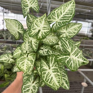 May include: A close-up of a Syngonium plant with green and white variegated leaves. The leaves are heart-shaped with prominent veins. The plant is held up by a person's hand. The background is a greenhouse.