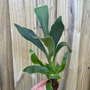 Platycerium Bifurcatum Netherlands Dutch Staghorn Fern Starter Plant ALL STARTER PLANTS require you to purchase 2 plants image 3