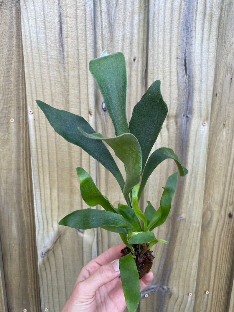 Platycerium Bifurcatum Netherlands Dutch Staghorn Fern Starter Plant ALL STARTER PLANTS require you to purchase 2 plants image 3