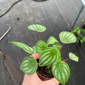 Peperomia watermelon 4”pot (ALL PLANTS require you to purchase 2 plants!)