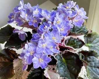 K’s sage wand African violet starter plant (ALL Starter PLANTS require you to purchase 2 plants!)