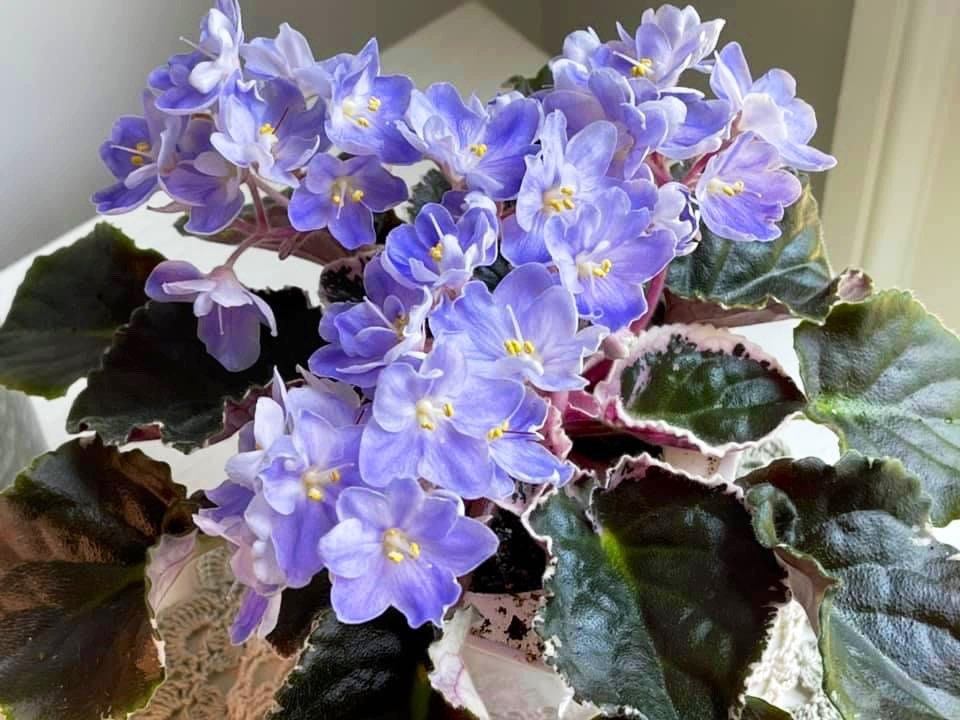 K's Sage Wand African Violet Starter Plant (ALL Starter PLANTS