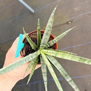 May include: A top-down view of a potted Sansevieria plant, also known as a snake plant. The plant has long, pointed, green leaves with a mottled pattern. The pot is brown, and a blue tag is visible.