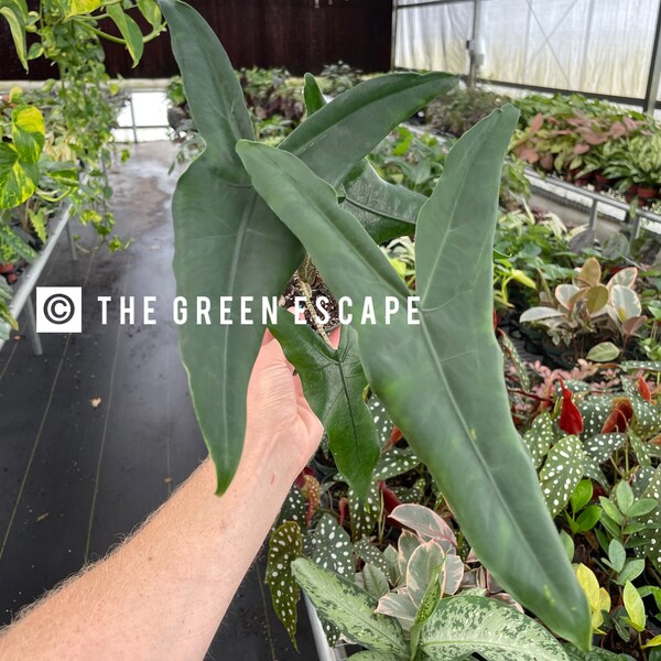 Alocasia Tigrina superba Starter Plant (ALL STARTER PLANTS require you to purchase 2 plants!)