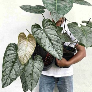 Philodendron brandtianum “Brandi” Starter Plant (ALL STARTER PLANTS require you to purchase 2 plants!)