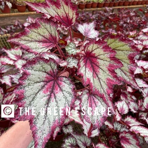 Harmonys Ring of fire begonia 6”pot (ALL PLANTS require you to purchase 2 plants!)
