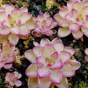 Pinguicula kondoi Starter Plant (ALL STARTER PLANTS require you to purchase 2 plants!)