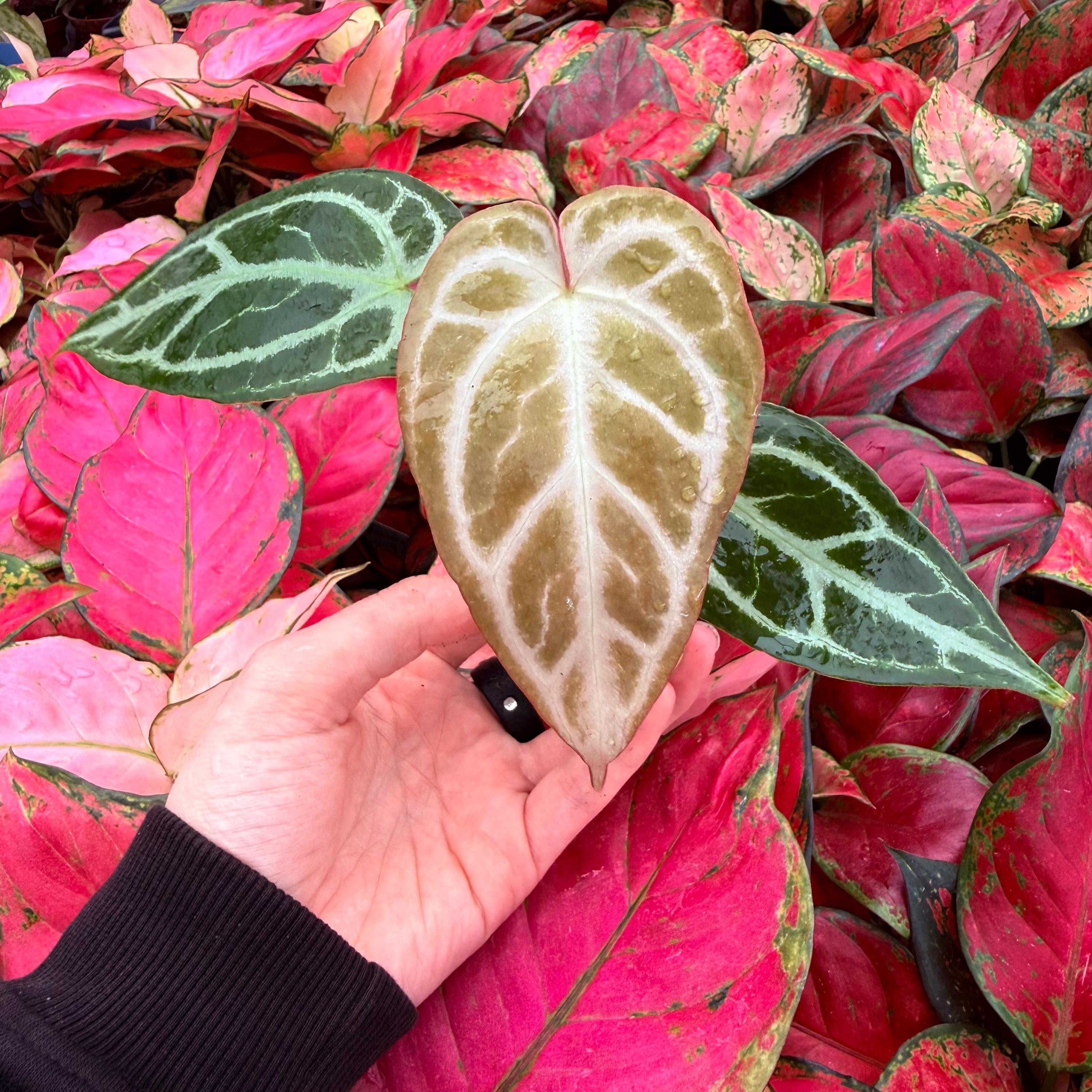 Anthurium Red Crystallinum X Papillilaminum - Etsy